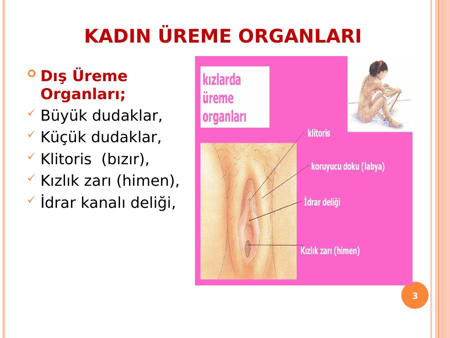 dış kadın üreme organı