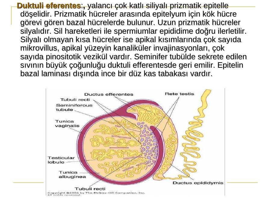 Erkek Geni Tal Si Tem Hi Stoloji Si Akademik Sunum