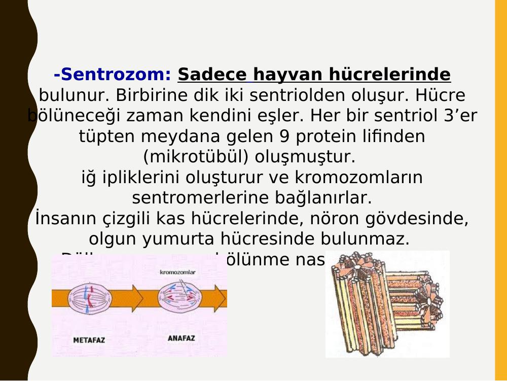 Geneti K Acidan Hucre Ve Hucre Yapisi Akademik Sunum