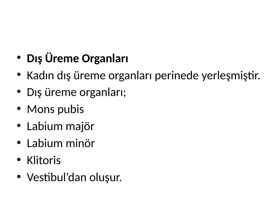 dış kadın üreme organı