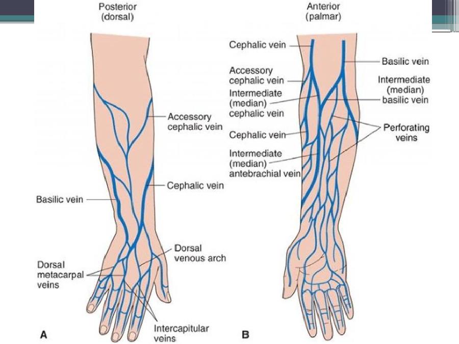 Huge Veiny