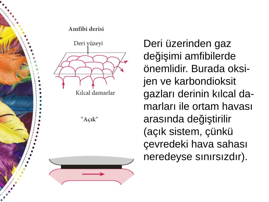 amfibi solunum sistemi