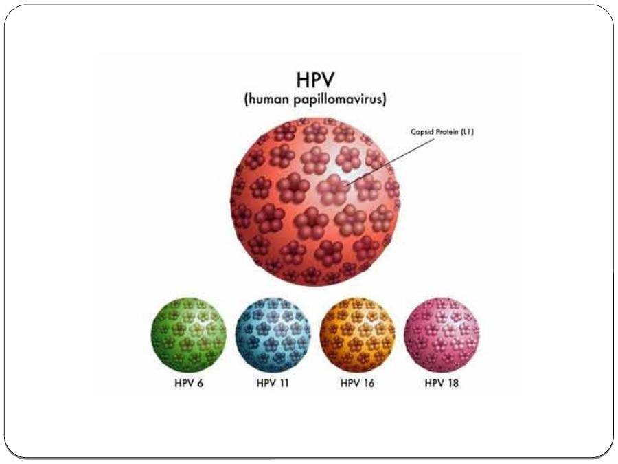 Папиллома человека 16 18 тип. Вирус папилломы ВПЧ 16 типа. Модель вируса папилломы человека. Вирус папилломы Тип 16 и Тип 18.