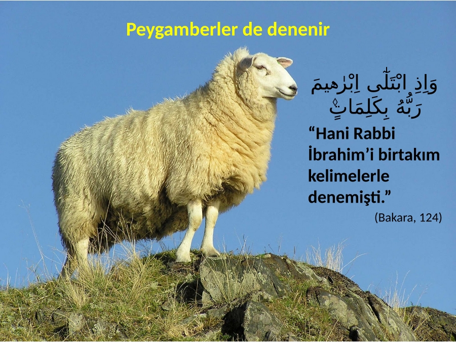 tv2 beni affet 539