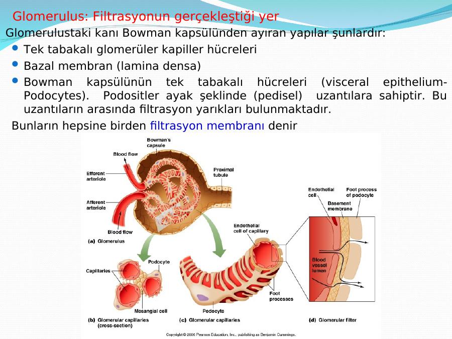 Uri Ner Si Stem Organa Urinaria Akademik Sunum