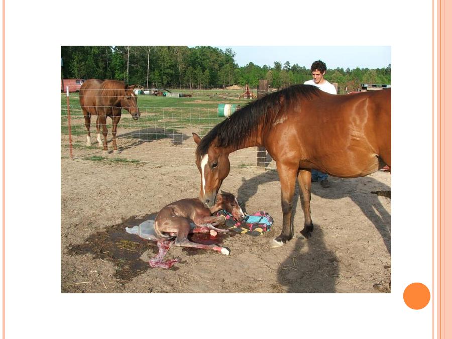 Чем самка домашней лошади выкармливает своих жеребят. Новорожденные жеребята. Лошадь кобыла.
