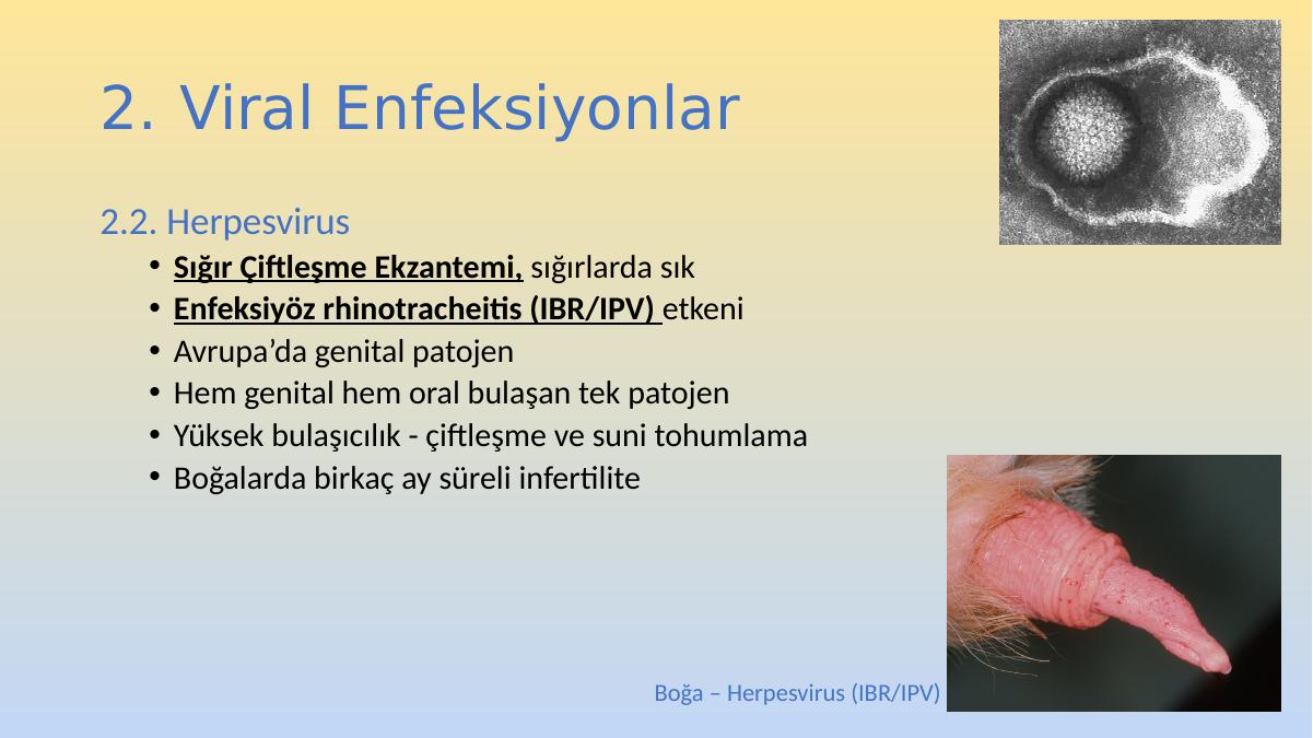 Akademik Sunum