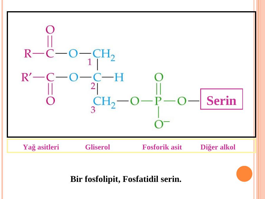 Akademik Sunum