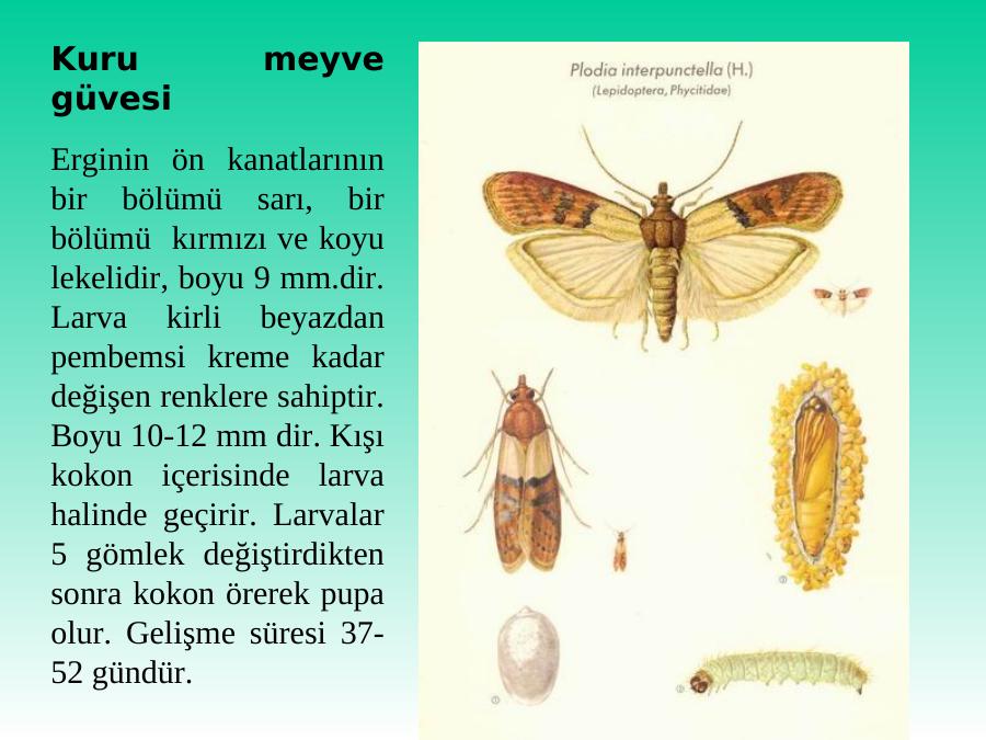 Depolanmis Urunlerde Sorun Olan Zararlilar Ve Mucadelesi Akademik Sunum