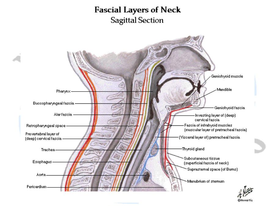 Neck and neck. Neck fascia. Анатомия глубокой глотки. Дфнукы ща екру тусл афышф. Перешеек анатомия шея латинский.