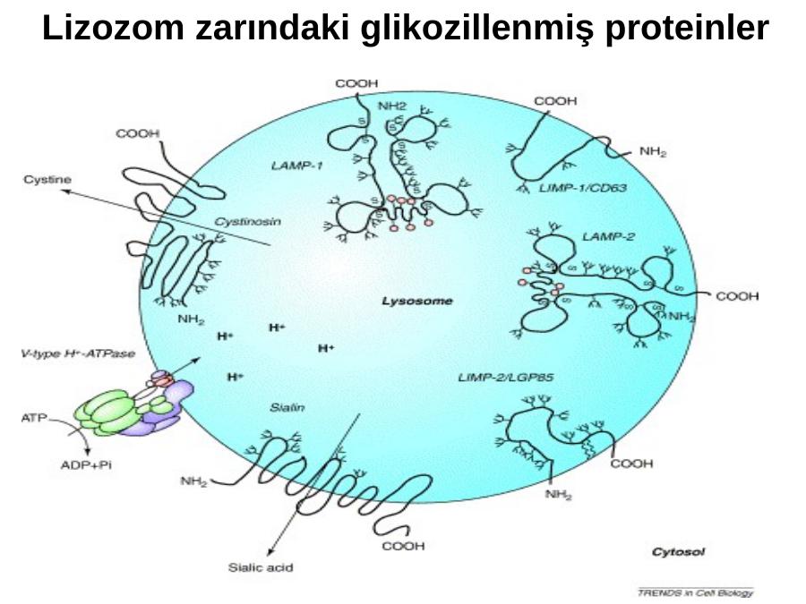 lizozom diyagramı